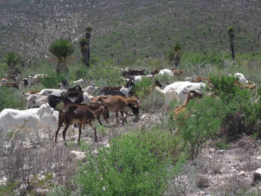 Arroja sequ&iacute;a mil 278 cabezas de ganado perdidas