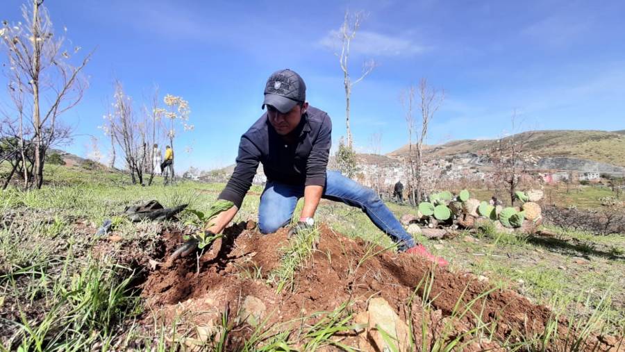 Arranca reforestación en Cerro de la Bufa.