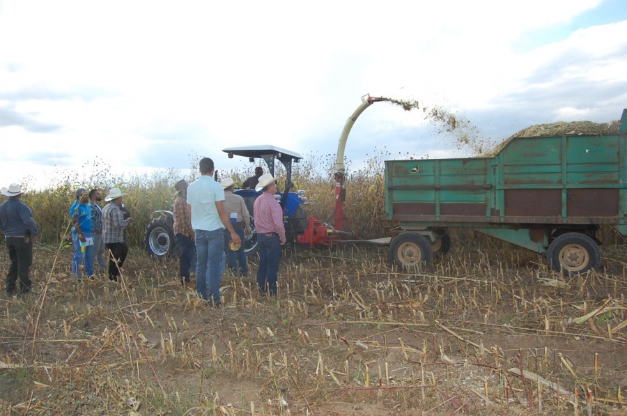 Cultivos y comercio de ma&iacute;z traen buenas perspectivas