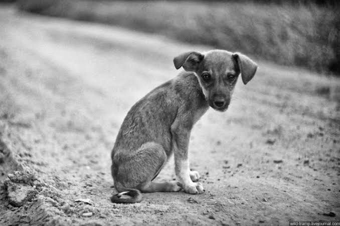 Mascotas en Cuauht&eacute;moc, abandonadas luego de matanza