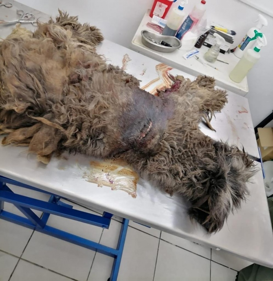 Recibe Polic&iacute;a Ambiental 30 quejas semanales por maltrato animal