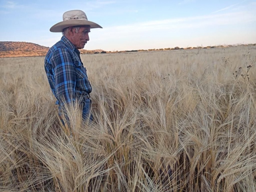En Sombrerete, reciben apoyos para cultivo de cebada