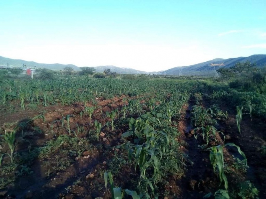 Frijol zacatecano susceptible de mejorar: Barzón
