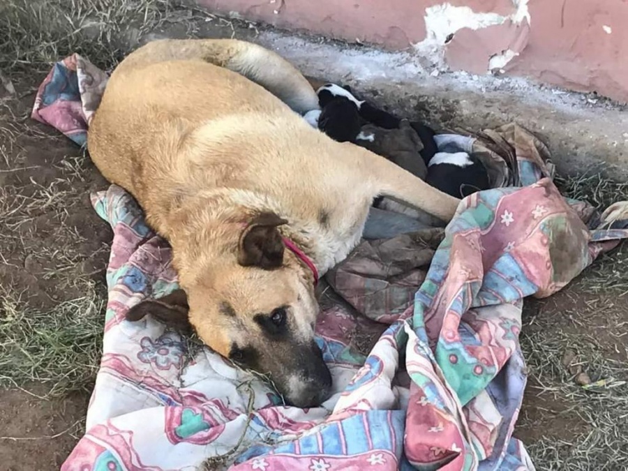 En Zacatecas y Guadalupe, casi 300 mil mascotas en calle