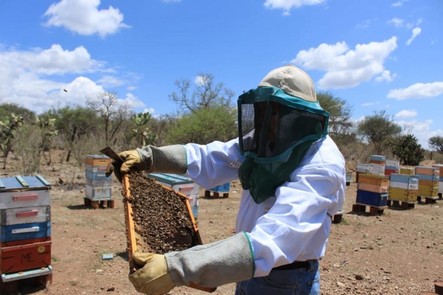 Destinó Agricultura 643.7 mdp a productores de granos