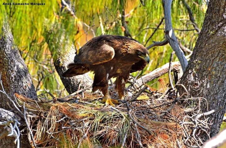 Colaboran Zacatecas y Jalisco para conservar águila real