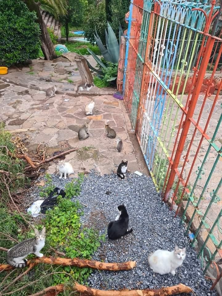 Retoman plan preventivo Zacatecas sin perros 2025