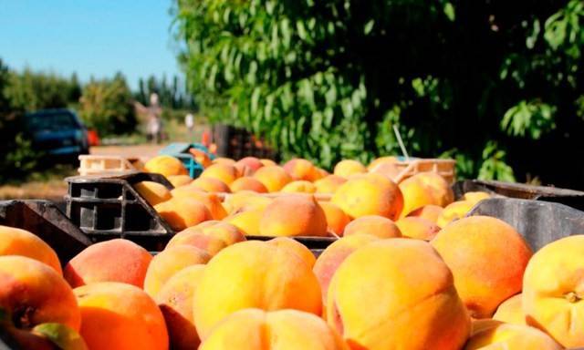 Producci&oacute;n nacional de durazno rompe r&eacute;cord en 2021