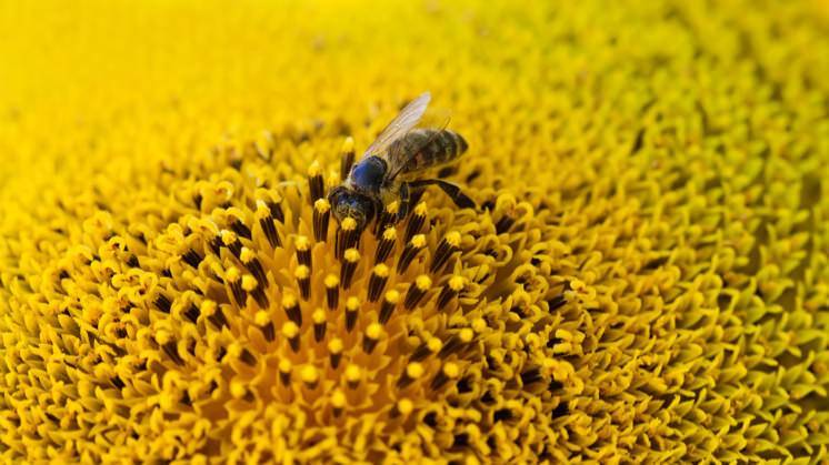 Polinizaci&oacute;n, un servicio de gran valor econ&oacute;mico y social para M&eacute;xico