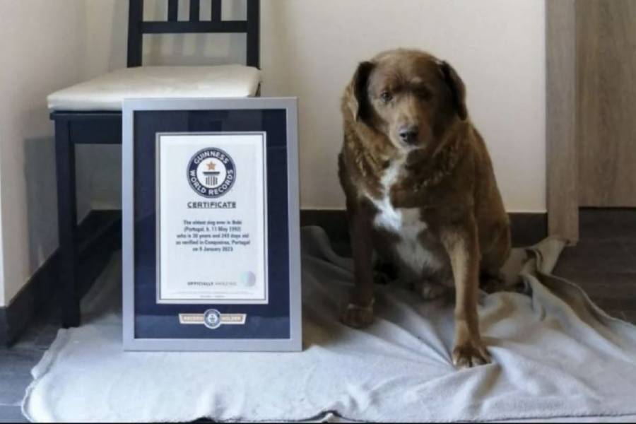 As&iacute; es Bobi el perrito m&aacute;s viejito del mundo; recibe r&eacute;cord Guinness