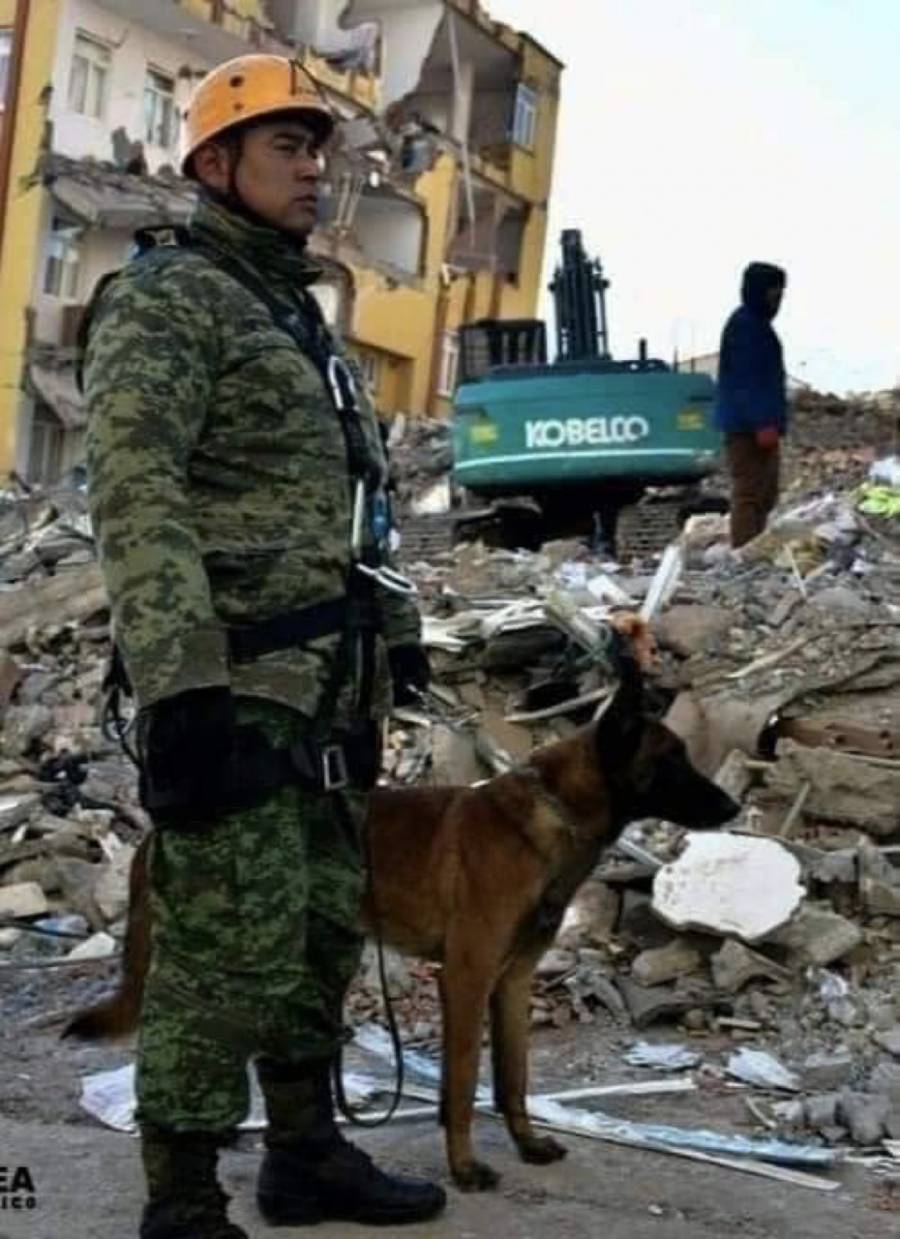 Internautas del mundo homenajean a Proteo, h&eacute;roe canino mexicano que muri&oacute; salvando vidas en Turqu&iacute;a