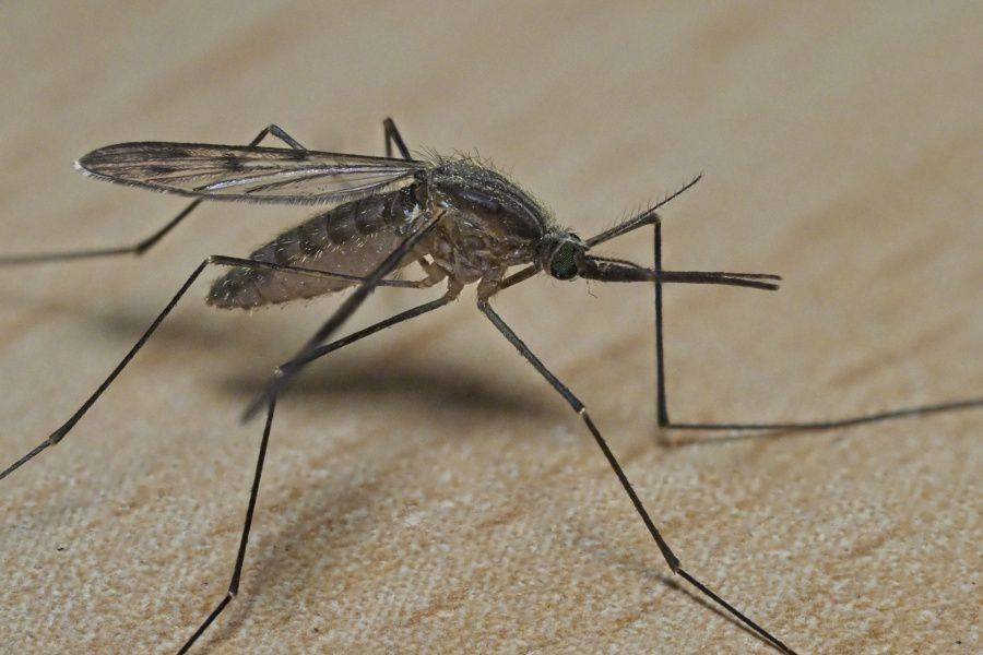 Primer fallecimiento por dengue en M&eacute;xico en 2023; se presentan casi mil casos