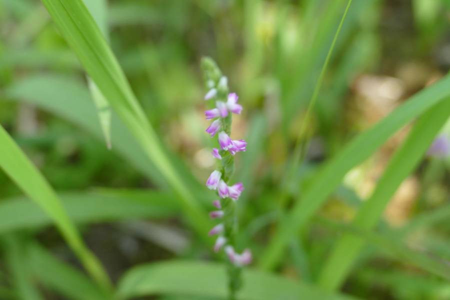 Descubren en Japón nueva especie de orquídea parecida al cristal