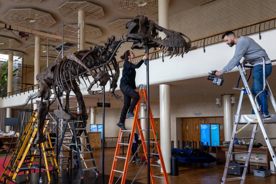 Exponen en Z&uacute;rich el esqueleto de un tiranosaurio antes de su subasta