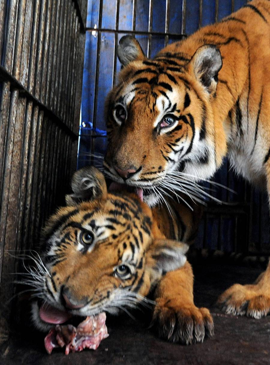 Poblaci&oacute;n de tigres salvajes supera los 3,000 ejemplares en India