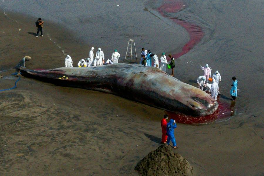 Hallan muerto un tercer cetáceo varado en una playa de Bali