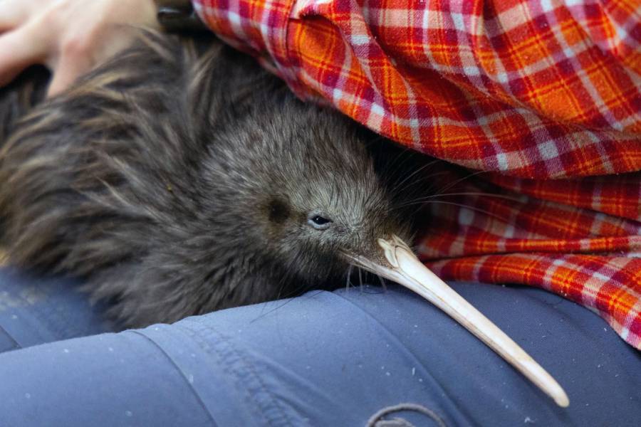 Nueva Zelanda se moviliza para salvar a su ic&oacute;nica ave, el kiwi
