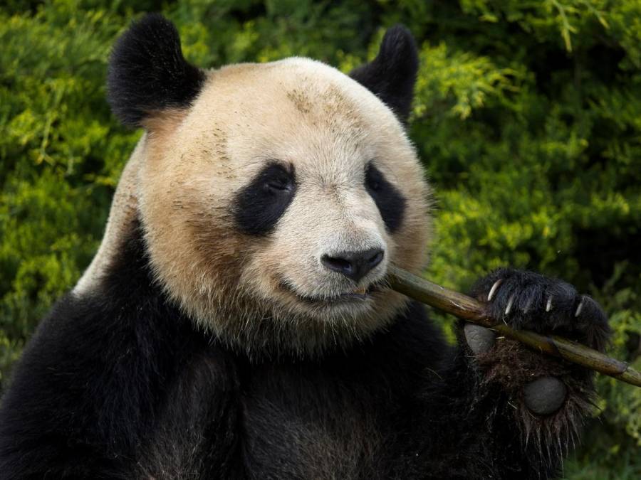 Primer panda nacido en Francia trasladado a China en julio