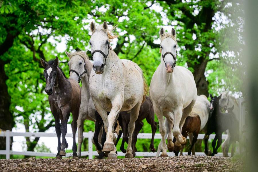 Criadores de caballos lipizzanos celebran inclusión en lista de la UNESCO