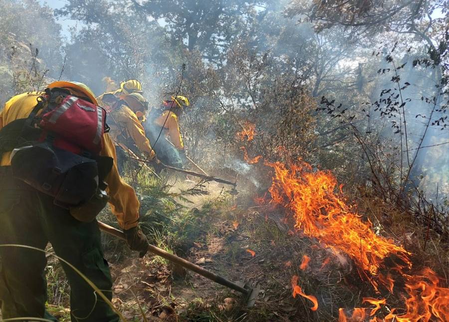 Ola de calor generó incendios forestales en Veracruz