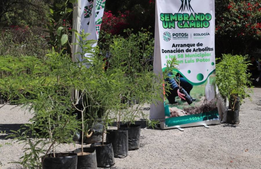 Con la donación de 300 mil ejemplares, Gobierno del Estado celebra día del árbol