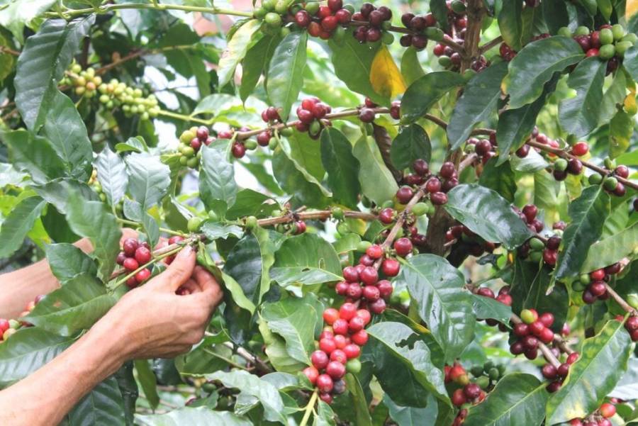 Caf&eacute; ar&aacute;bica, en peligro por invasi&oacute;n de especie robusta en Veracruz