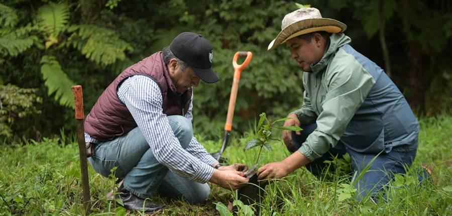 Gobierno sigue compensando el crecimiento urbano con reforestación