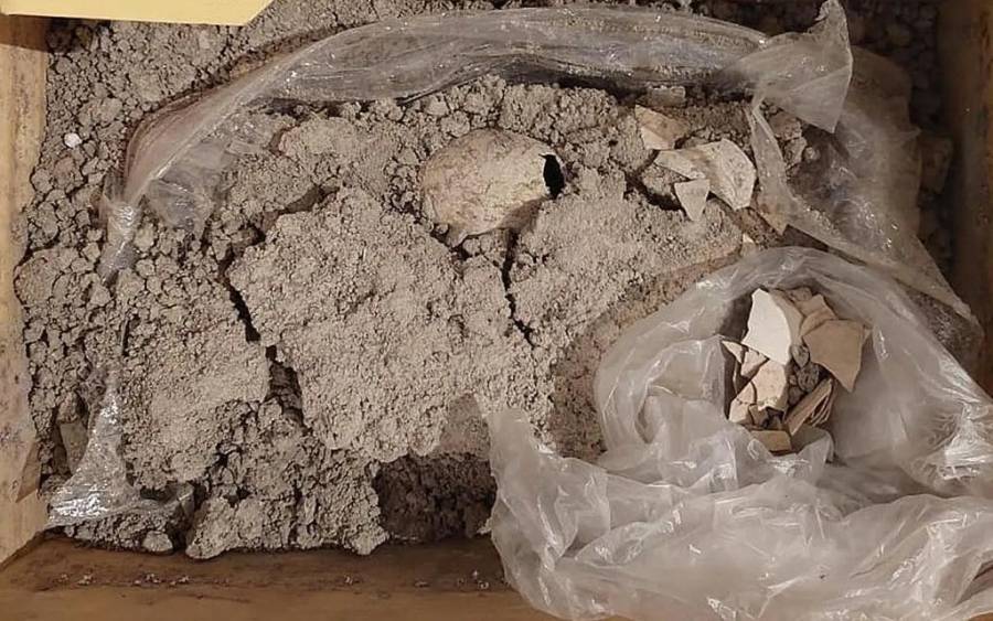 Hallan Huevo Fósil Prehistórico en el AIFA
