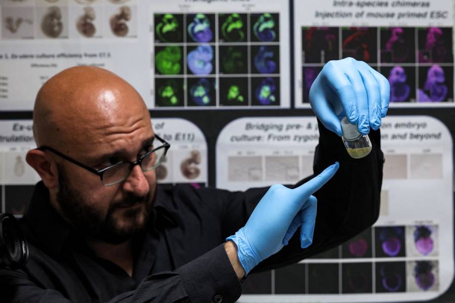 Cient&iacute;ficos crean estructuras similares a embri&oacute;n humano sin esperma ni &oacute;vulos