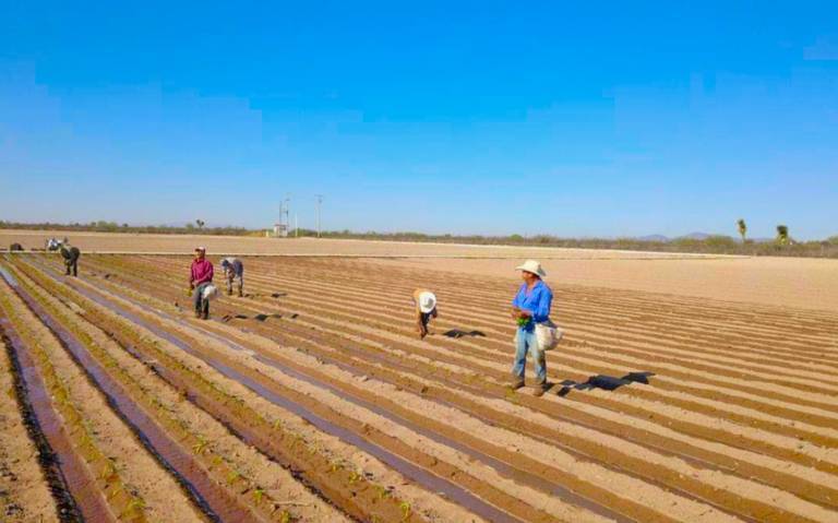 Se agrava sequía histórica en Zacatecas