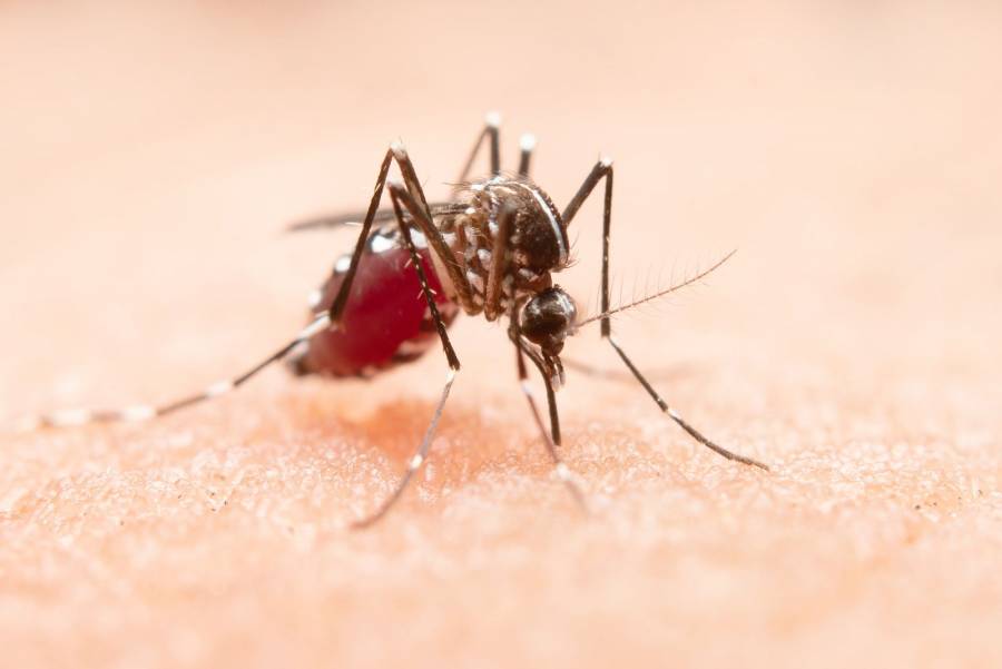 Cómo afecta el dengue a Xalapa y otras localidades de Veracruz